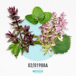 02-01988a-hrl-intenso-colog