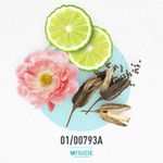 01-00793a-mcaro-onice