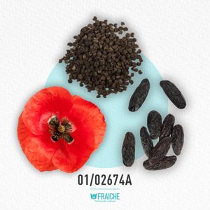 MJO MALO  SCAR POP - Agua de Perfume al 25%